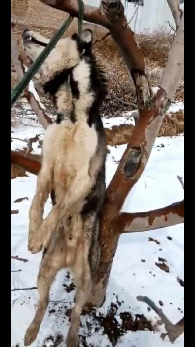 屡次不改,还曾咬伤过家人,所以主人无奈将其勒死了,并且在狗