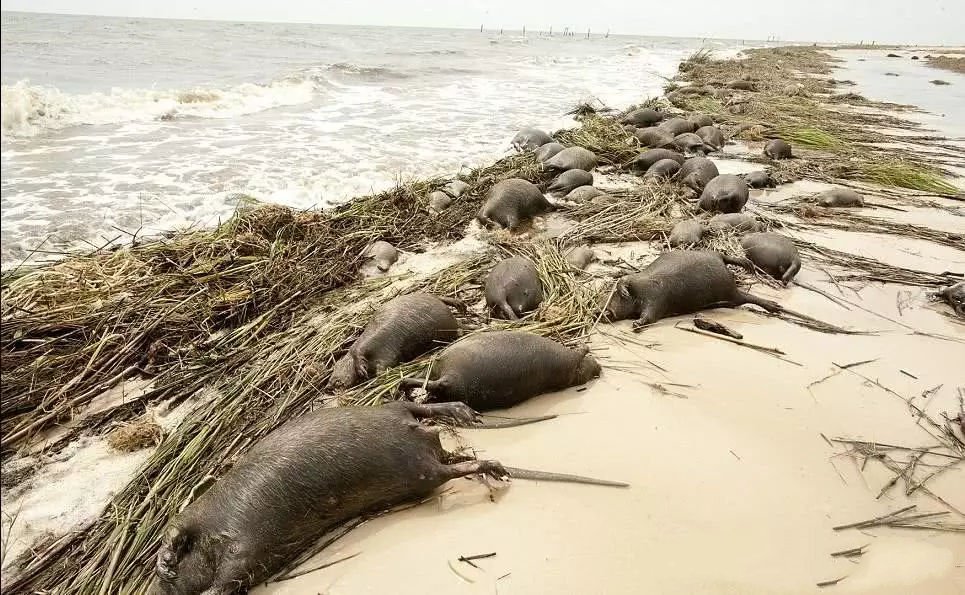 一年能长到12公斤,在国外泛滥成灾,国内却卖250元一斤__凤凰网