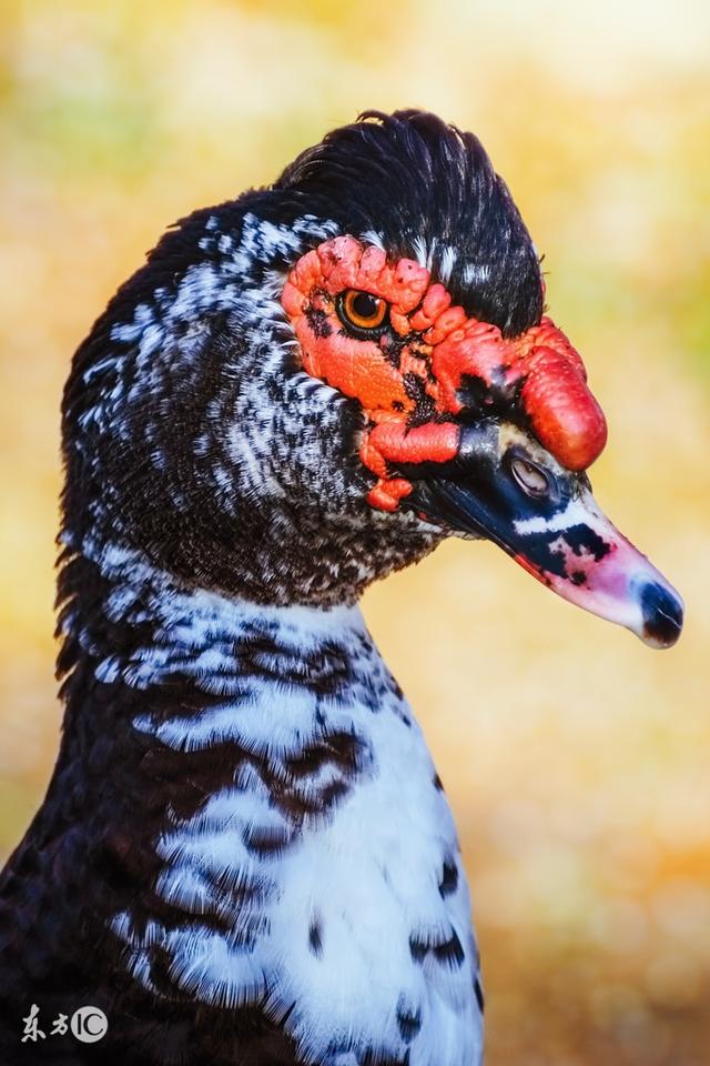 喜欢展翅飞翔的瘤头番鸭