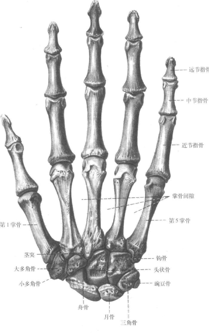 绘画干货分享,手的骨骼与肌肉解析,绘画必学!__凤凰网