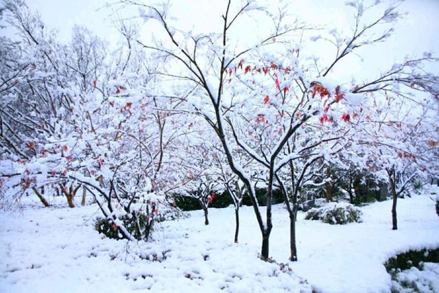 徐志摩詩歌:雪花的快樂(原創圖片配樂)