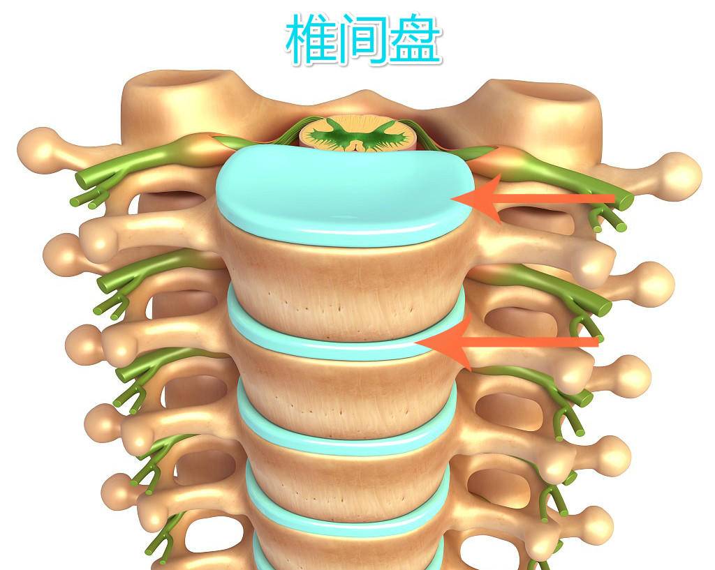 大家都是腰椎間盤,為什麼你那麼突出?__鳳凰網