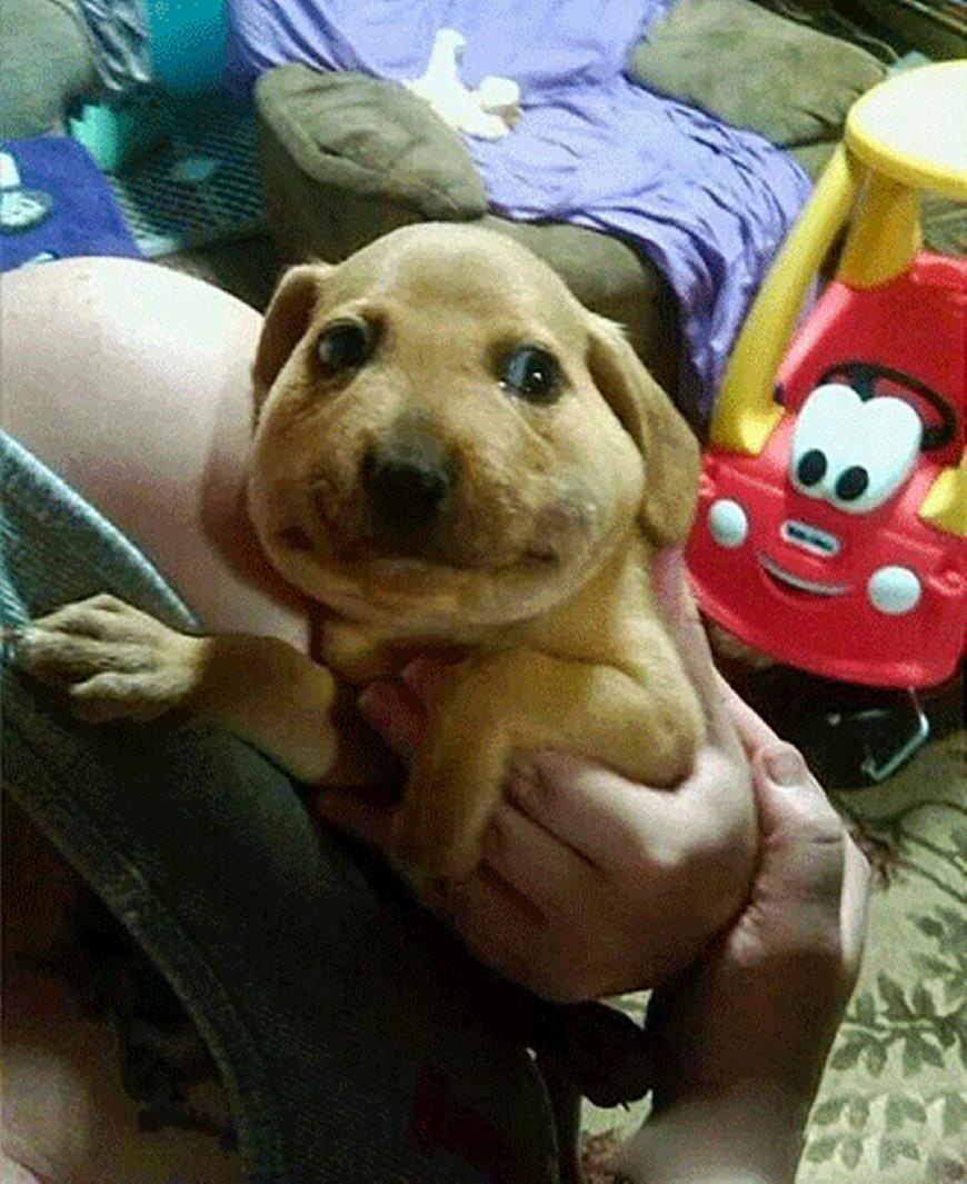 搞笑分享:狗狗被马蜂蛰后,真是太逗了,各式各样的奇葩包子脸!