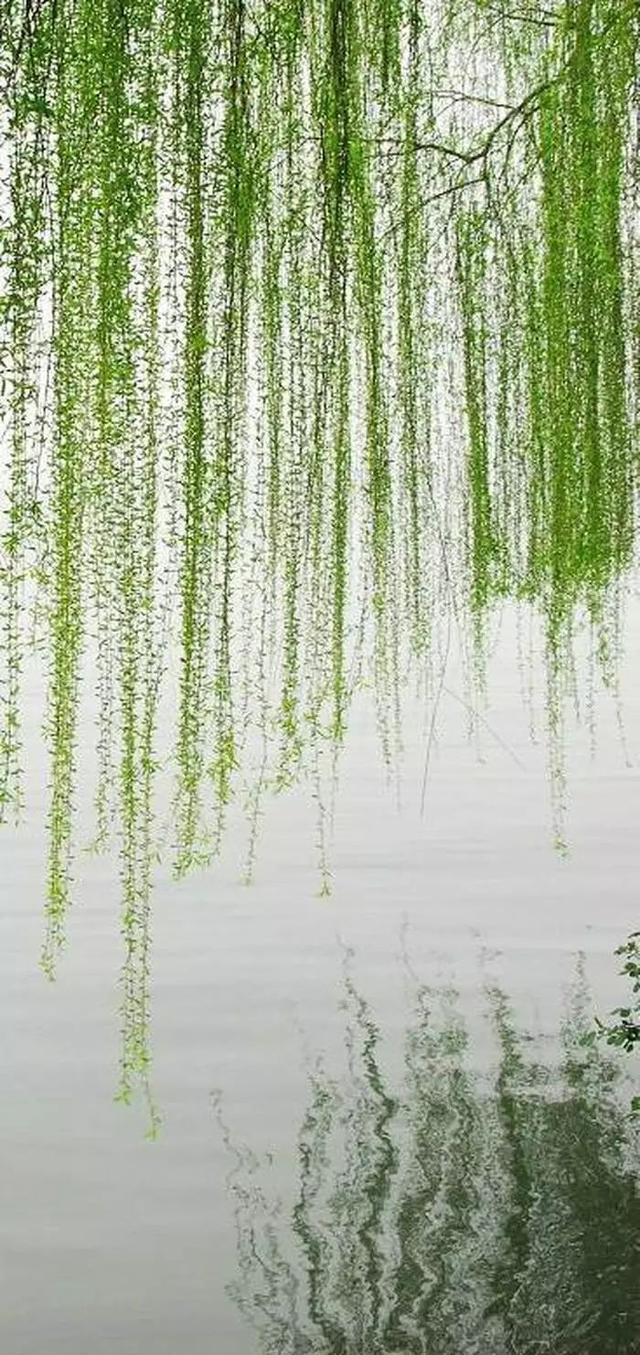 廿五首杨柳诗词,感受春风拂面的柔情