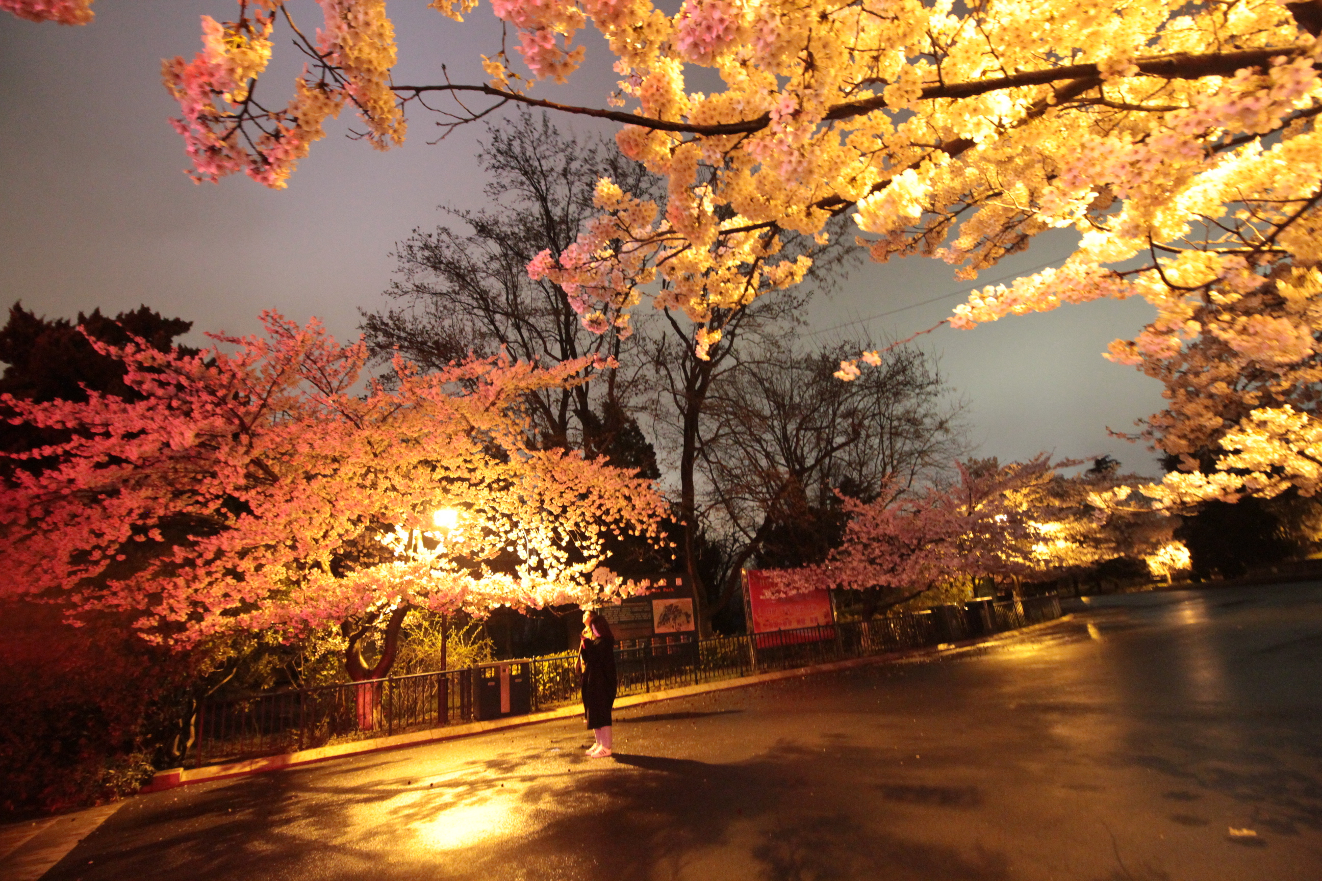 青岛中山公园樱花夜景璀璨迷人没了拥挤人群似人间仙境