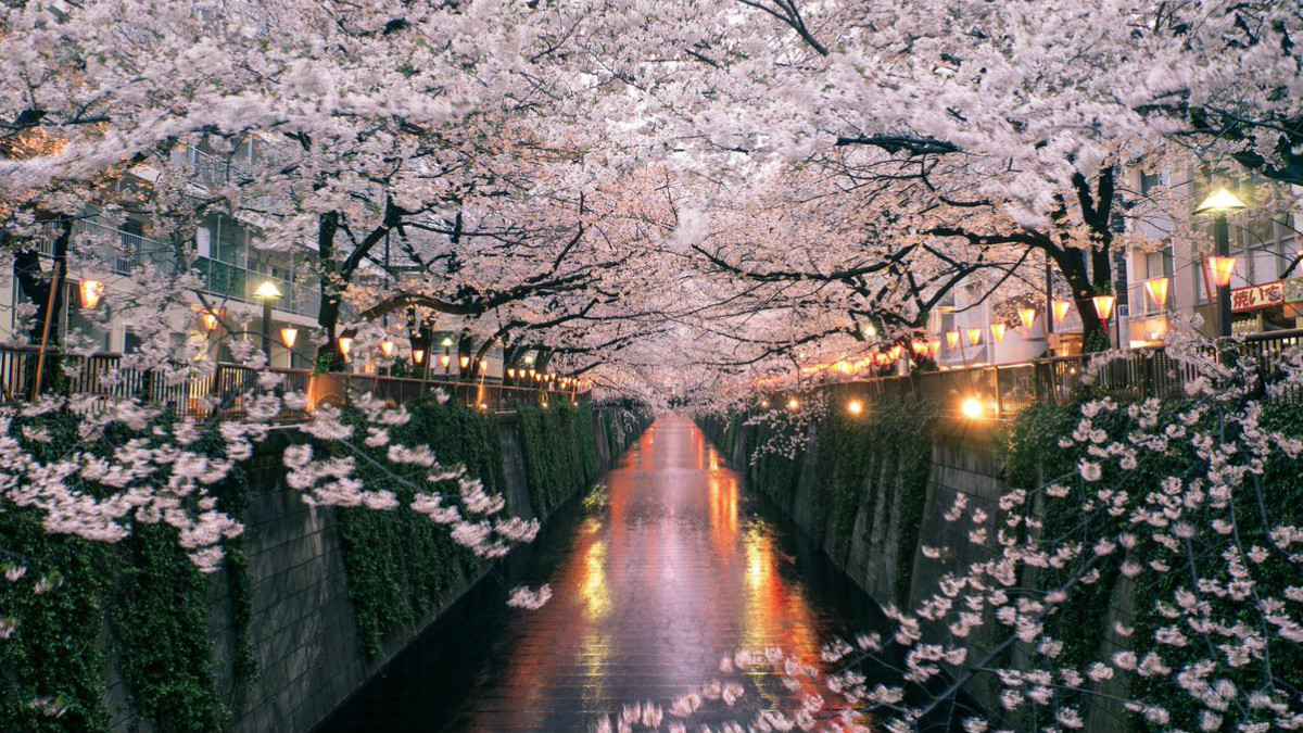 世间若无樱花艳,春心何处得长闲?