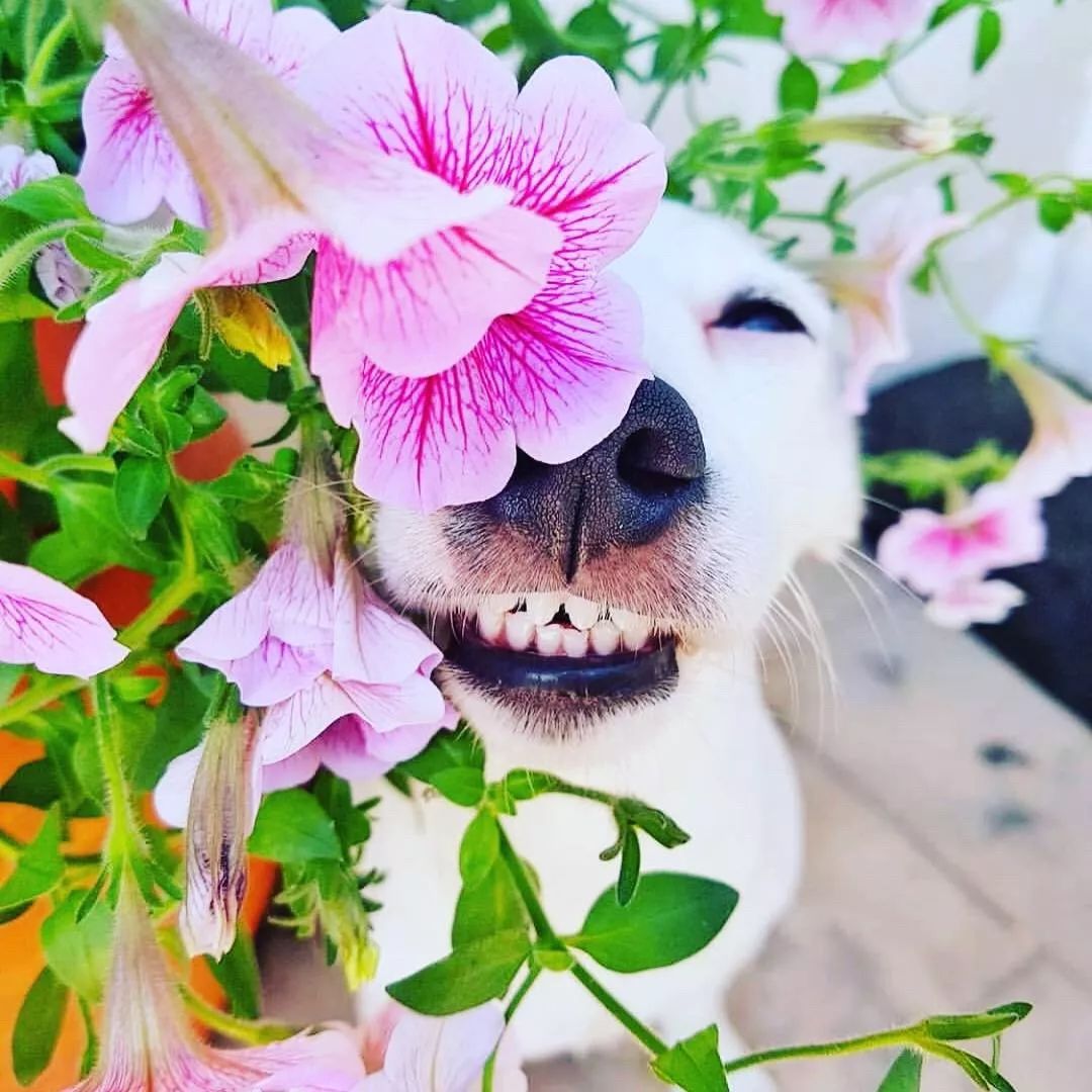 爱笑的狗子运气不会太差,今天你微笑了么?