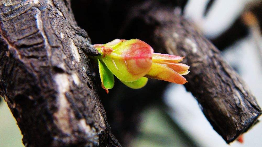 第一喜:枯木逢春