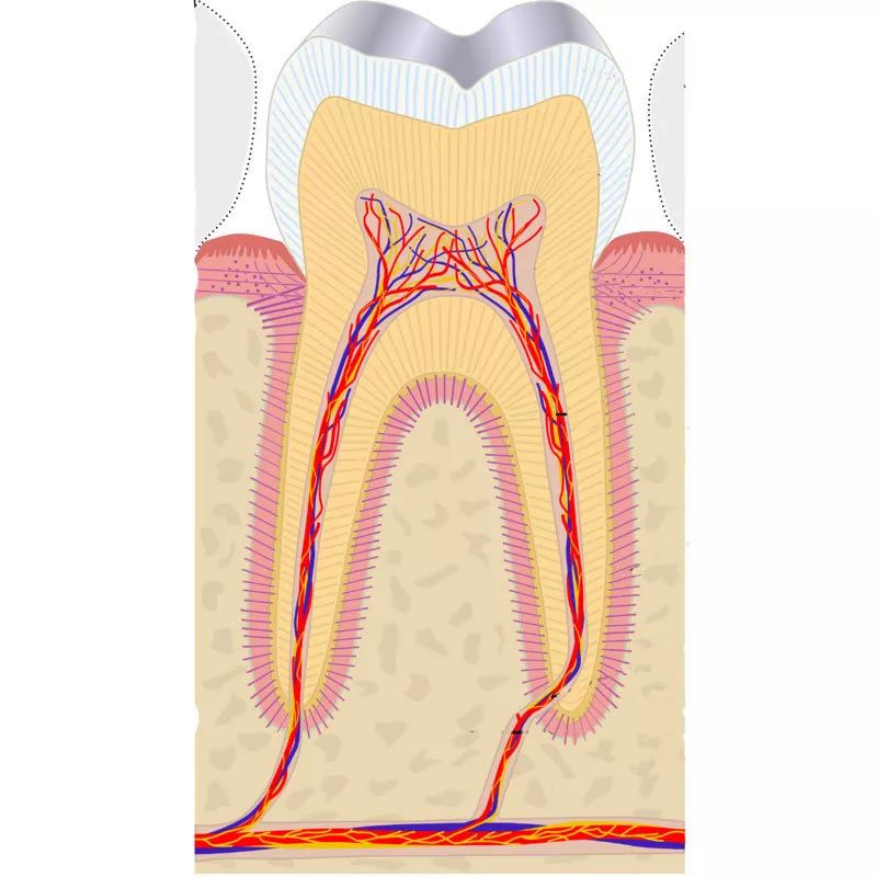 牙齿的神经线分布图图片