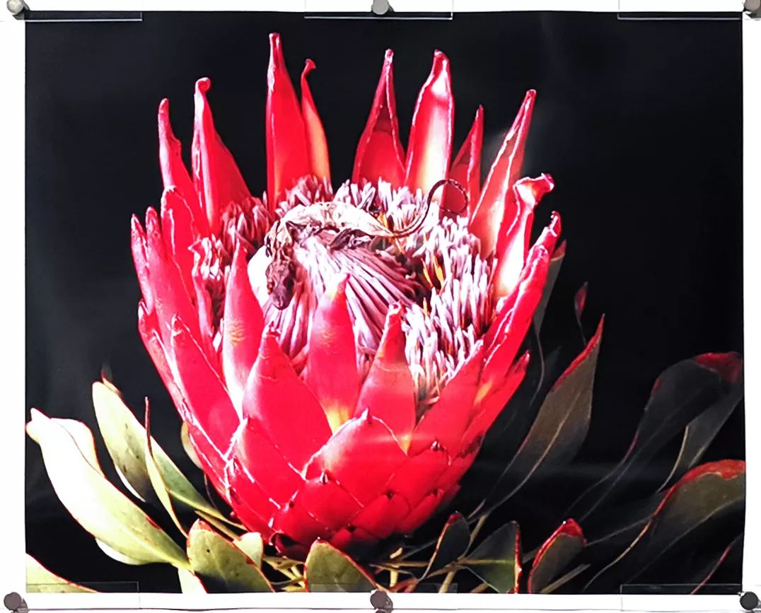 荒木经惟摄影展.花幽 | 南艺 #作品200p