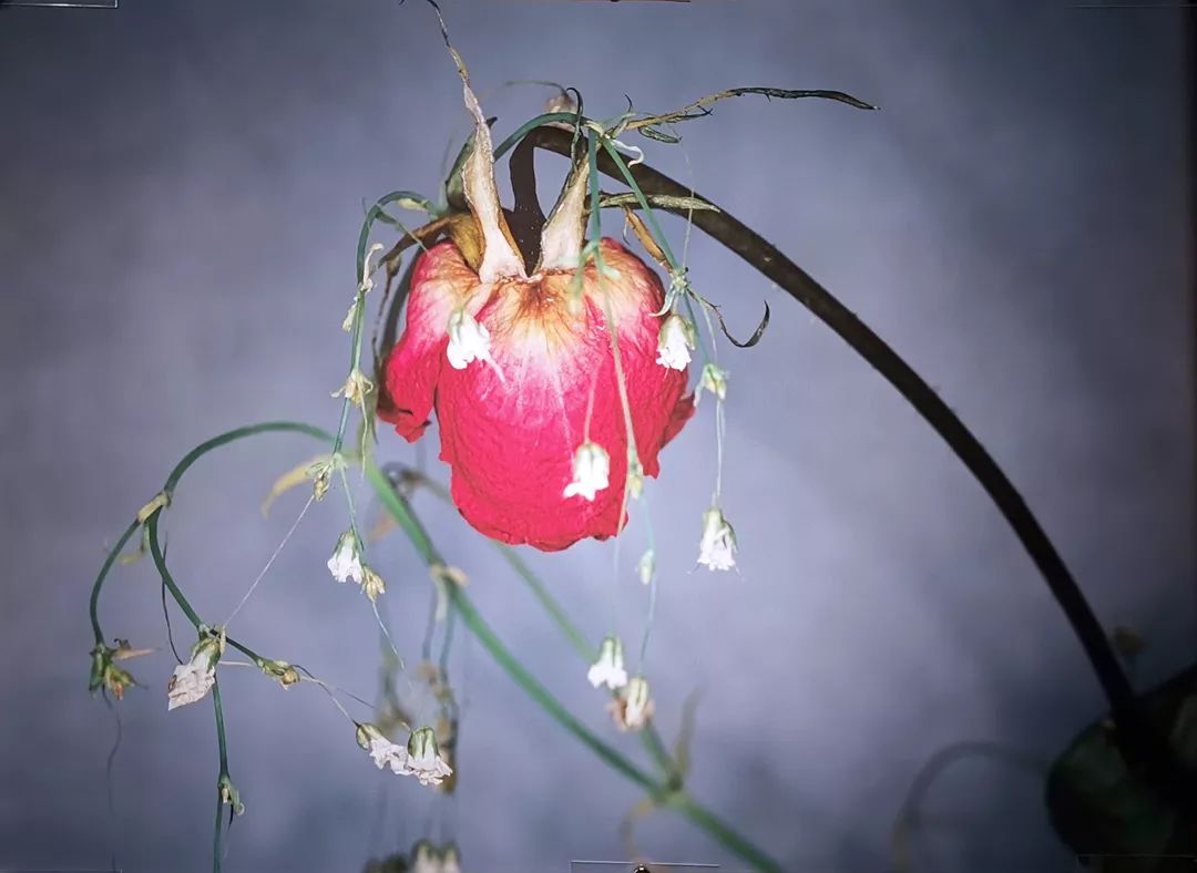 荒木经惟摄影展.花幽 | 南艺 #作品200p