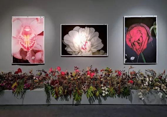 荒木经惟摄影展.花幽 | 南艺 #作品200p