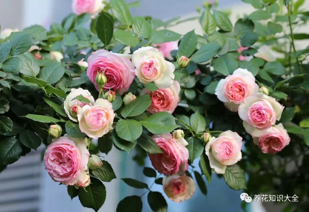 主要在春季,但夏秋两季也偶有花开 荷花蔷薇是比较常见的一种藤本月季