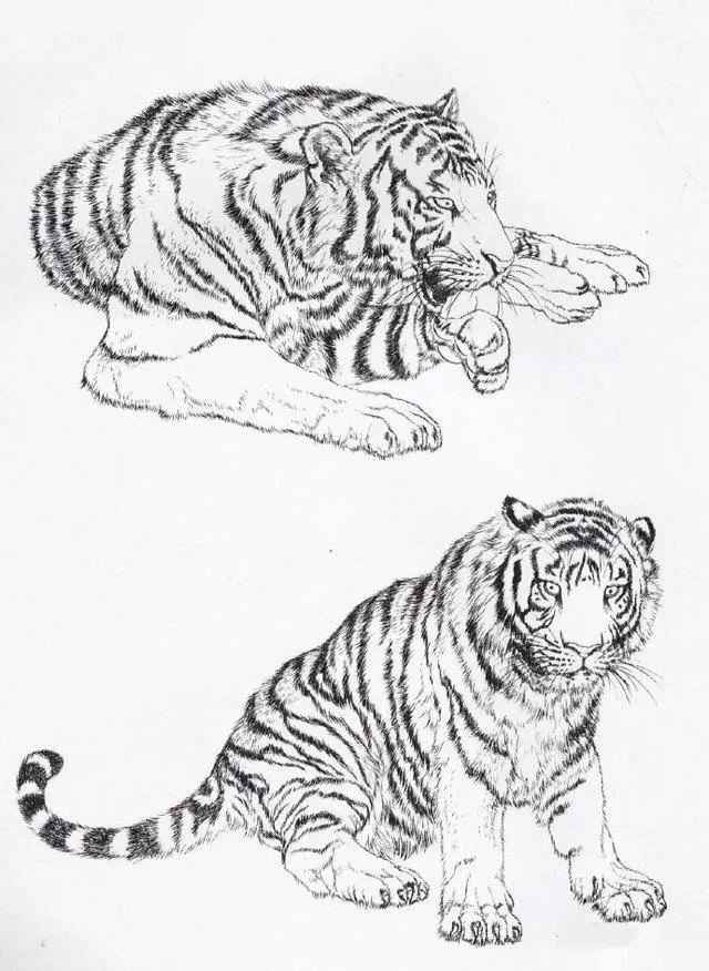 老虎全身图 素描画法图片