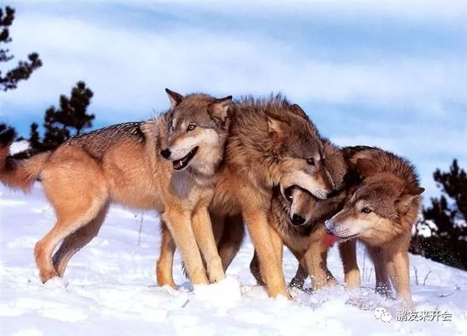 董少鹏羊和狼交朋友是时代性课题