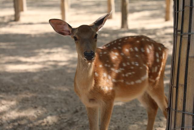 2019年六一兒童節濮陽帶孩子去濮陽東北莊野生動物園最好玩兒