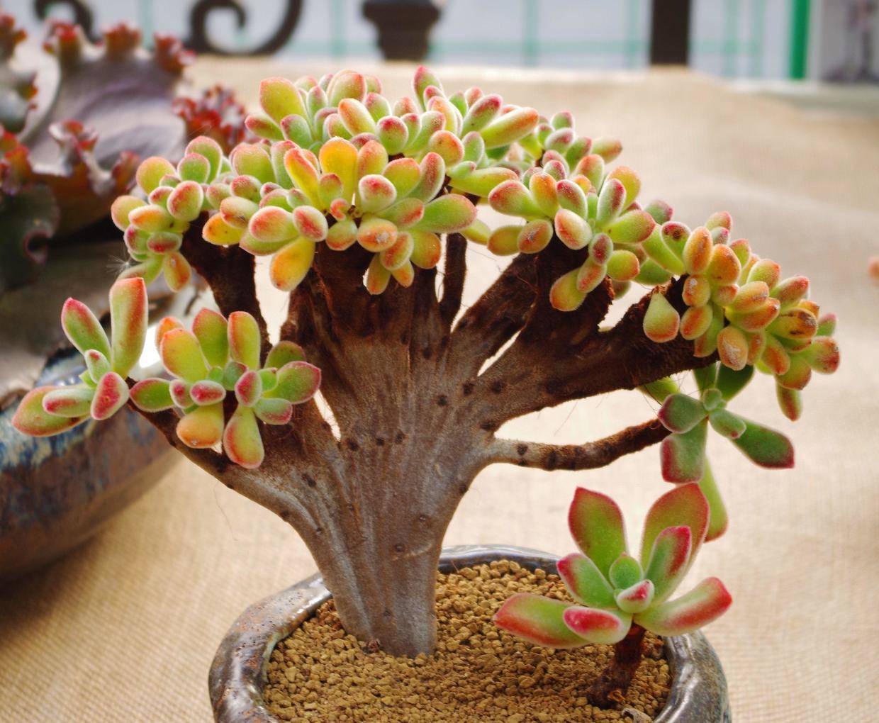 多肉养殖有妙招把握这3点植株满身肉嘟嘟