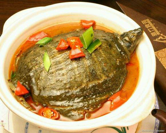 常德汉寿甲鱼"甲天下",肉质细腻,新鲜味美__凤凰网