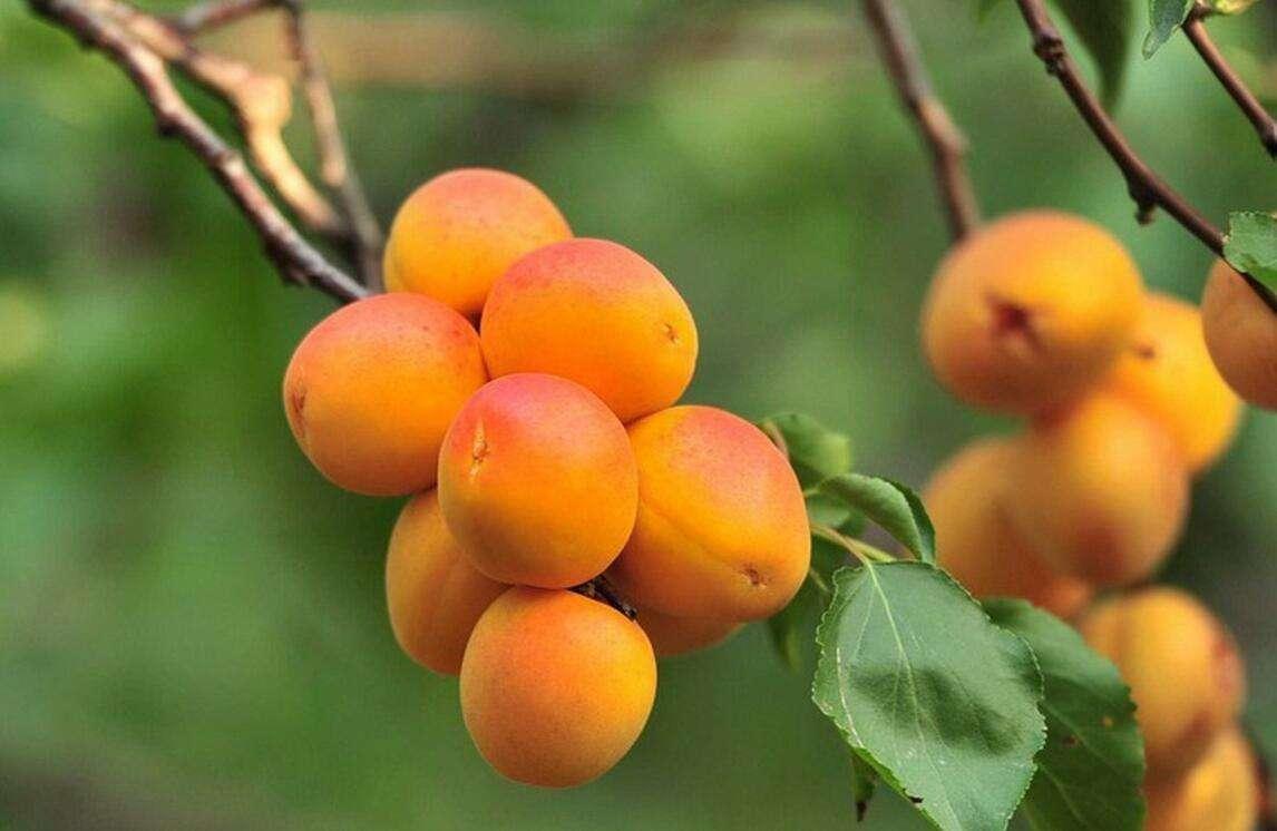 麦子收购杏子黄刚刚采摘的杏子太酸不用怕这样操作就好吃了