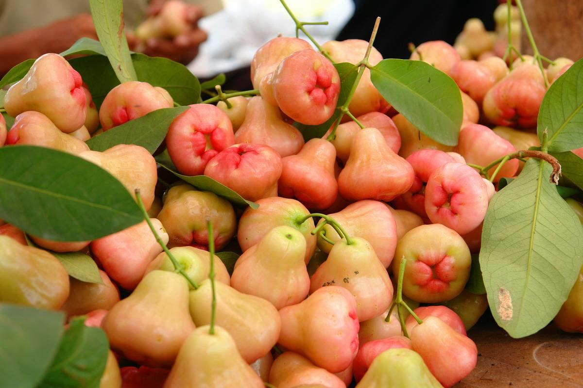 这样种植莲雾,植株长得很好,果实也长得很多__凤凰网