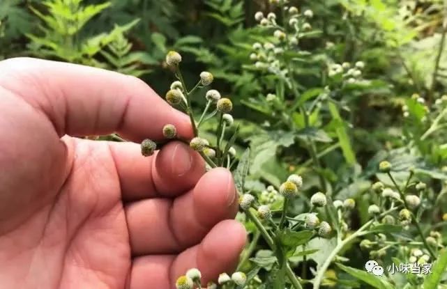 花朵形似小馒头夏季田间地头最常见农民都说是极好的清热草药