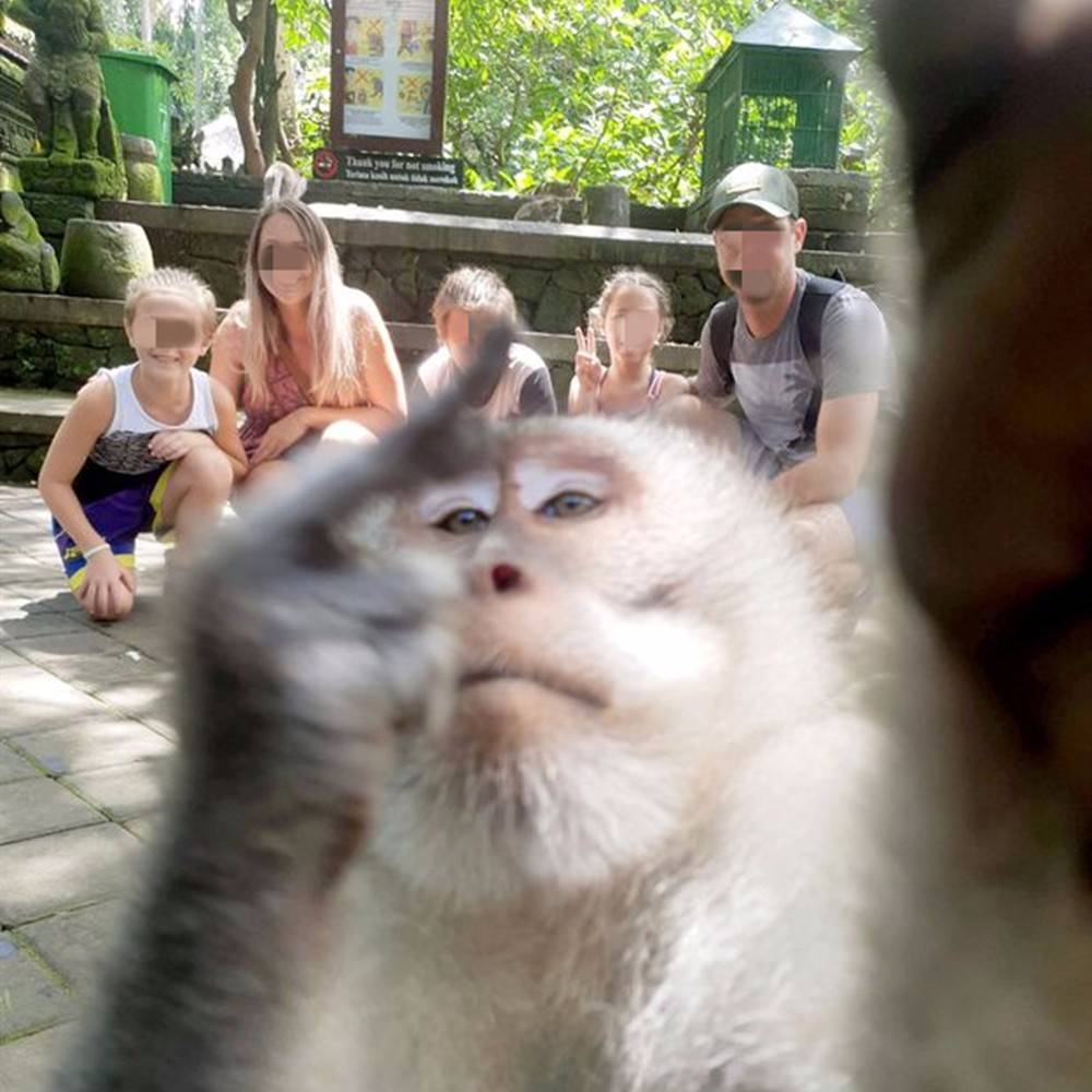 沒有一點點防備,遊客拍照猴子突然搶鏡,對著鏡頭