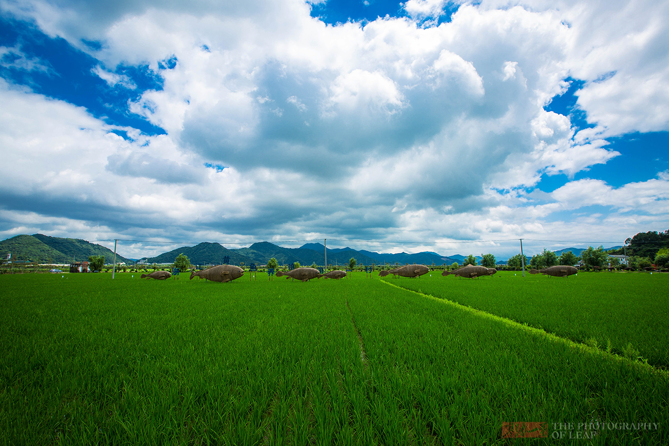 中国最美的农村渔家人靠勤劳创造了美好的环境看完我想住在这