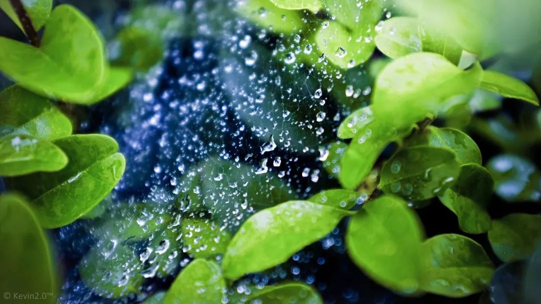 友成周末 | 夏天的雨落在古诗词里，浸润了整个流年！__凤凰网