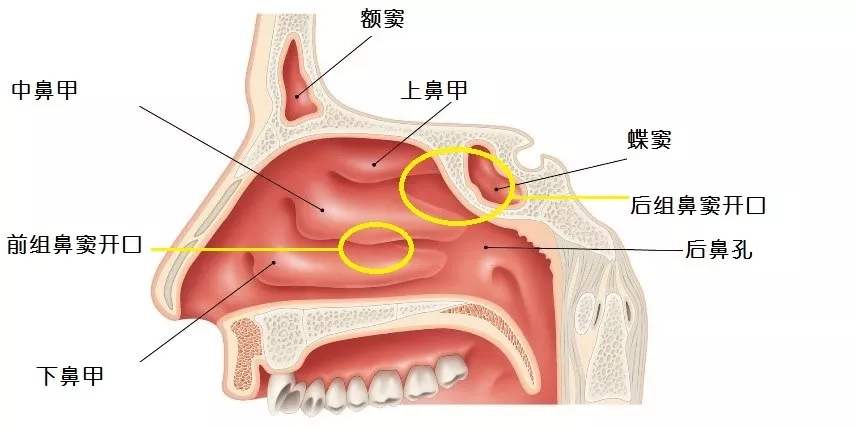 首大崔顺九:鼻窦这么重要,患鼻窦炎有什么后果