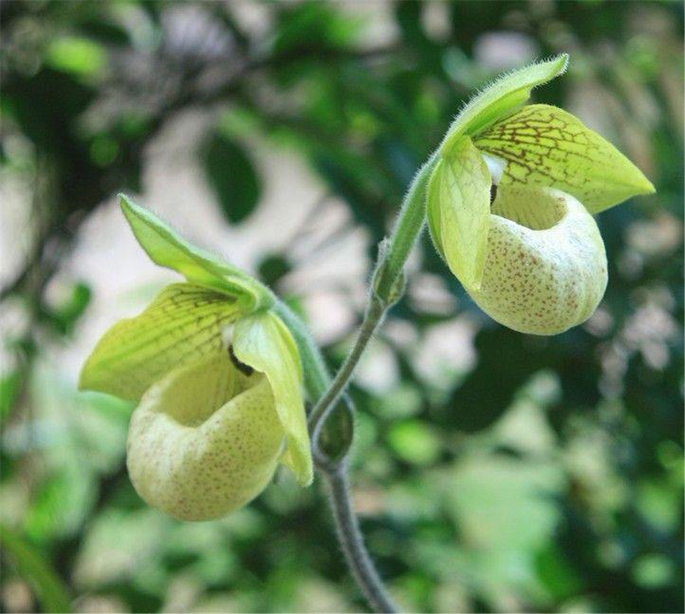 云南悬崖上发现原始兜兰,国际兰展上获得过金奖,野外已难觅其踪__凤凰