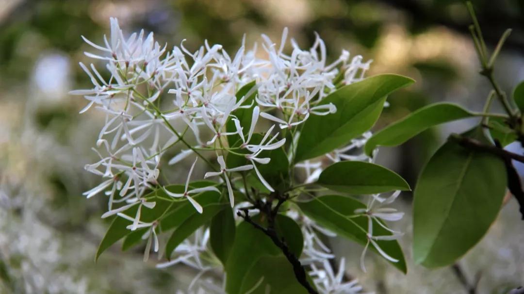 流苏俗名白桧子,"四月雪","茶叶树".