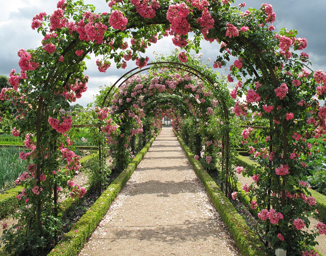 玫瑰花园:庭院里带刺的风华,另:玫瑰最佳搭档是哪种花?