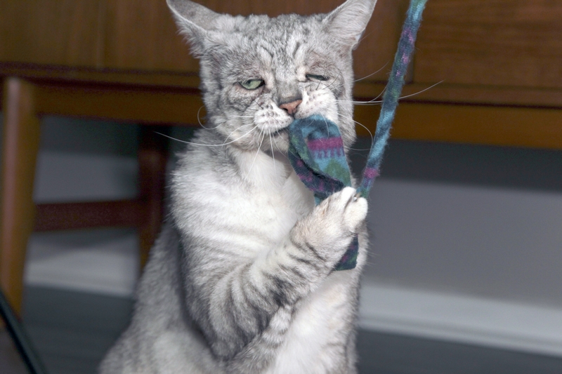 好丧英国猫咪患松皮症面部下垂满面愁容