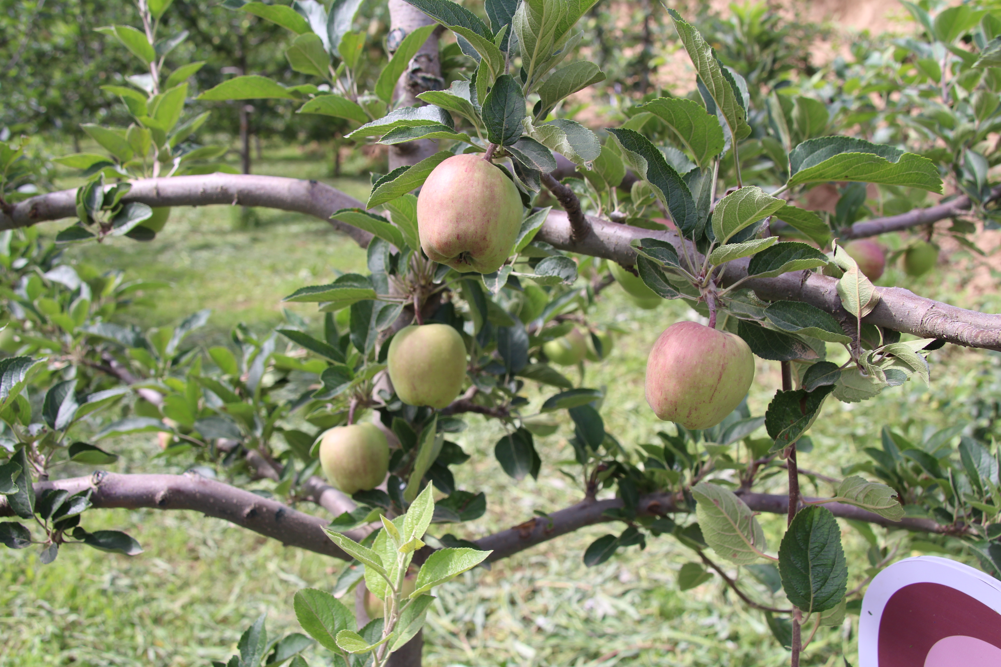初祖农耕丨水果自由,吃得起的生态苹果,不到7元一斤