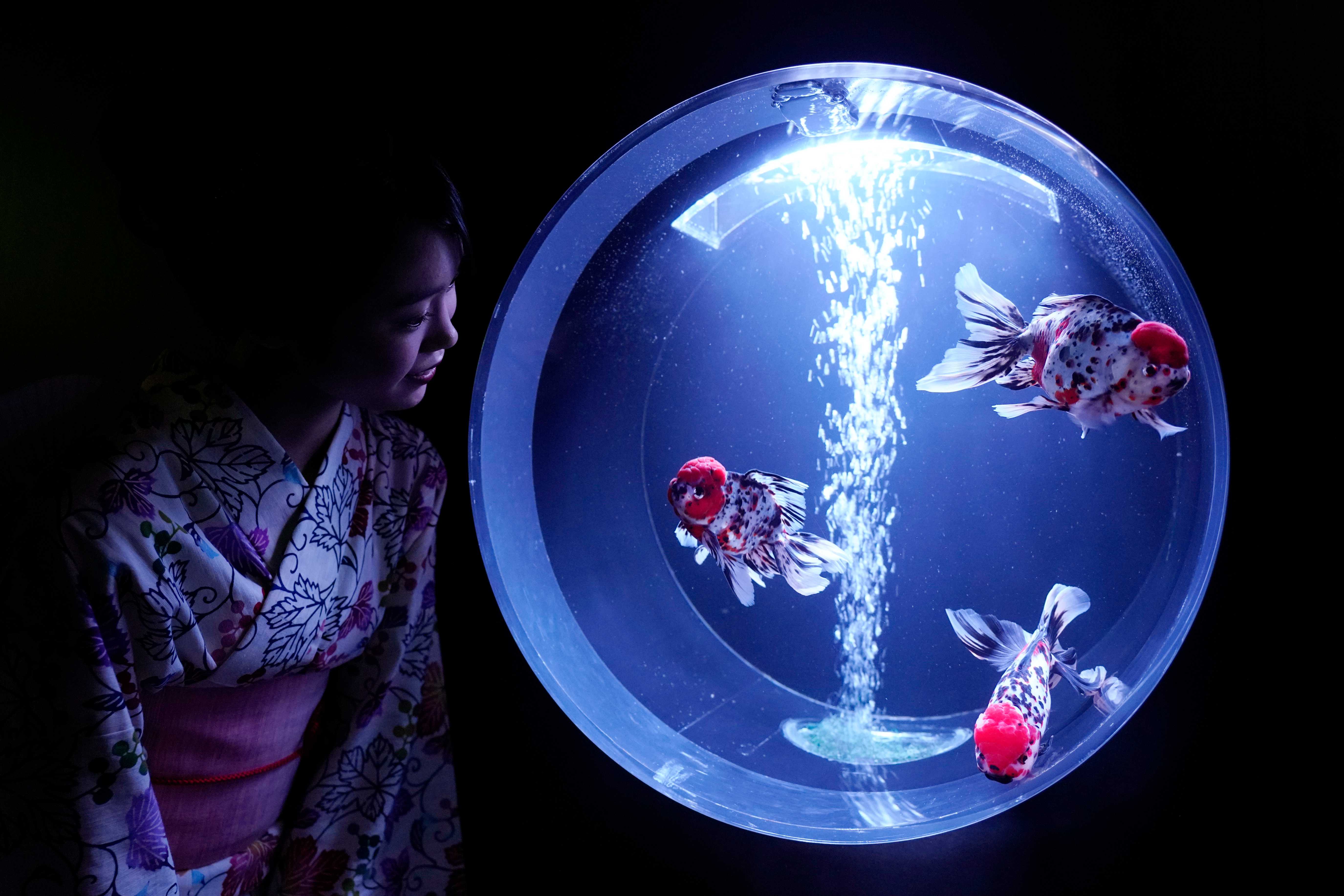 日本殿堂级金鱼艺术展再度开始锦鳞溢彩美得像梦境