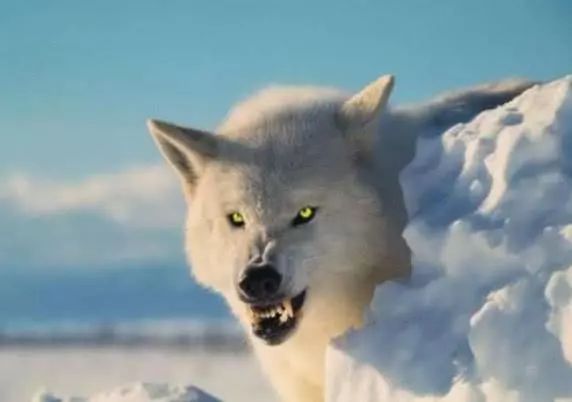 心理测试哪一匹狼最凶猛最有杀伤力测你处理危机的能力