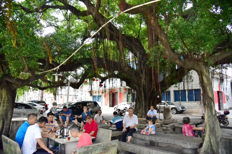 美丽乡村古榕树下的夏天才是真的夏天