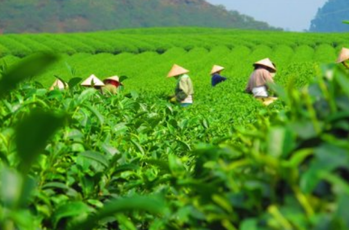 下雨天不宜采摘茶叶,雨后太阳当空才是采青的最佳时间.