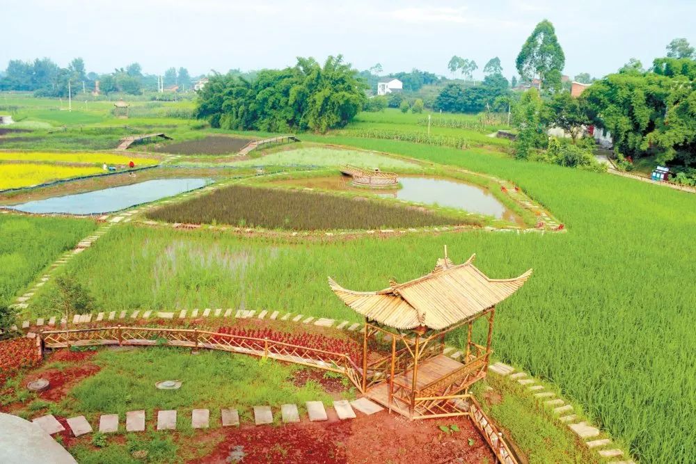 周末约哪里?荣昌最美稻田公园邀你来"打卡"