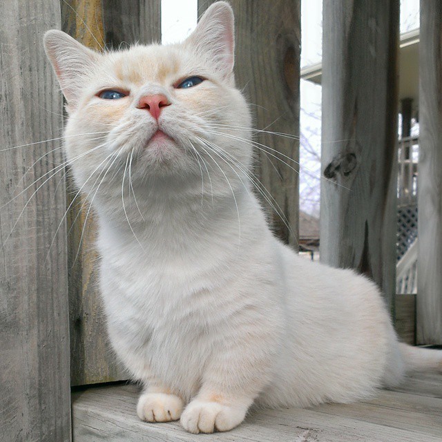 萌猫 萌图| 一只性感十足的可爱萌猫小短腿__凤凰网