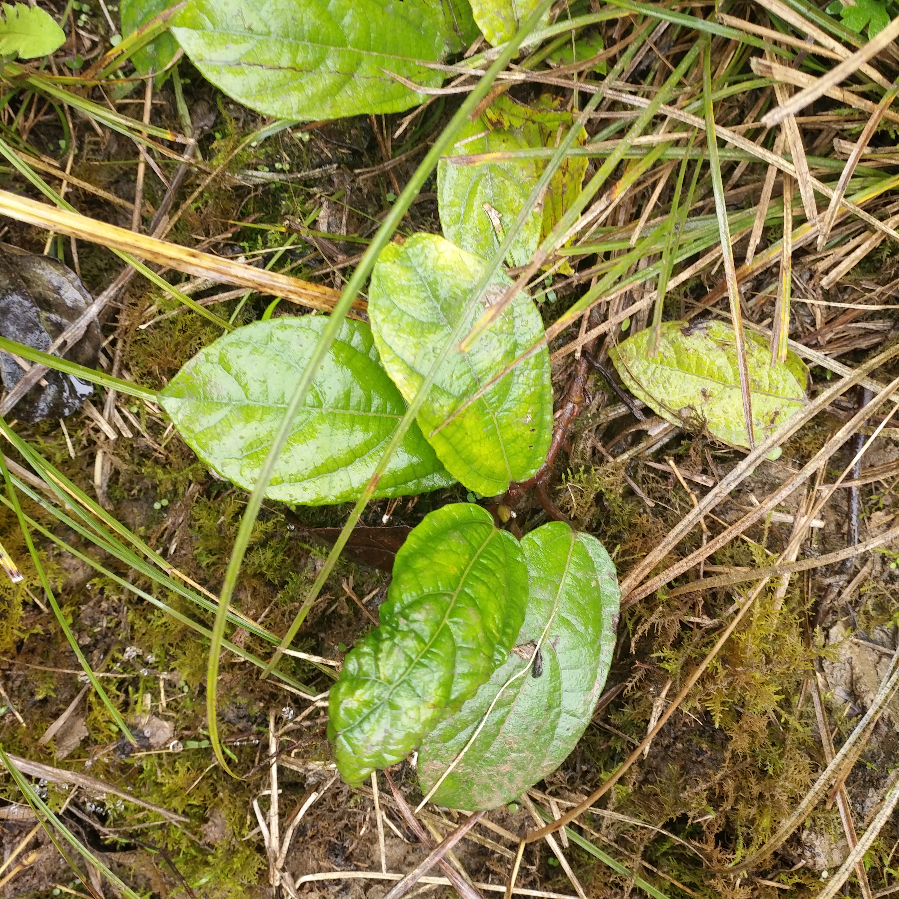 农村叫的地瓜藤这种野果不仅香味独特味道好,它还有其他的作用