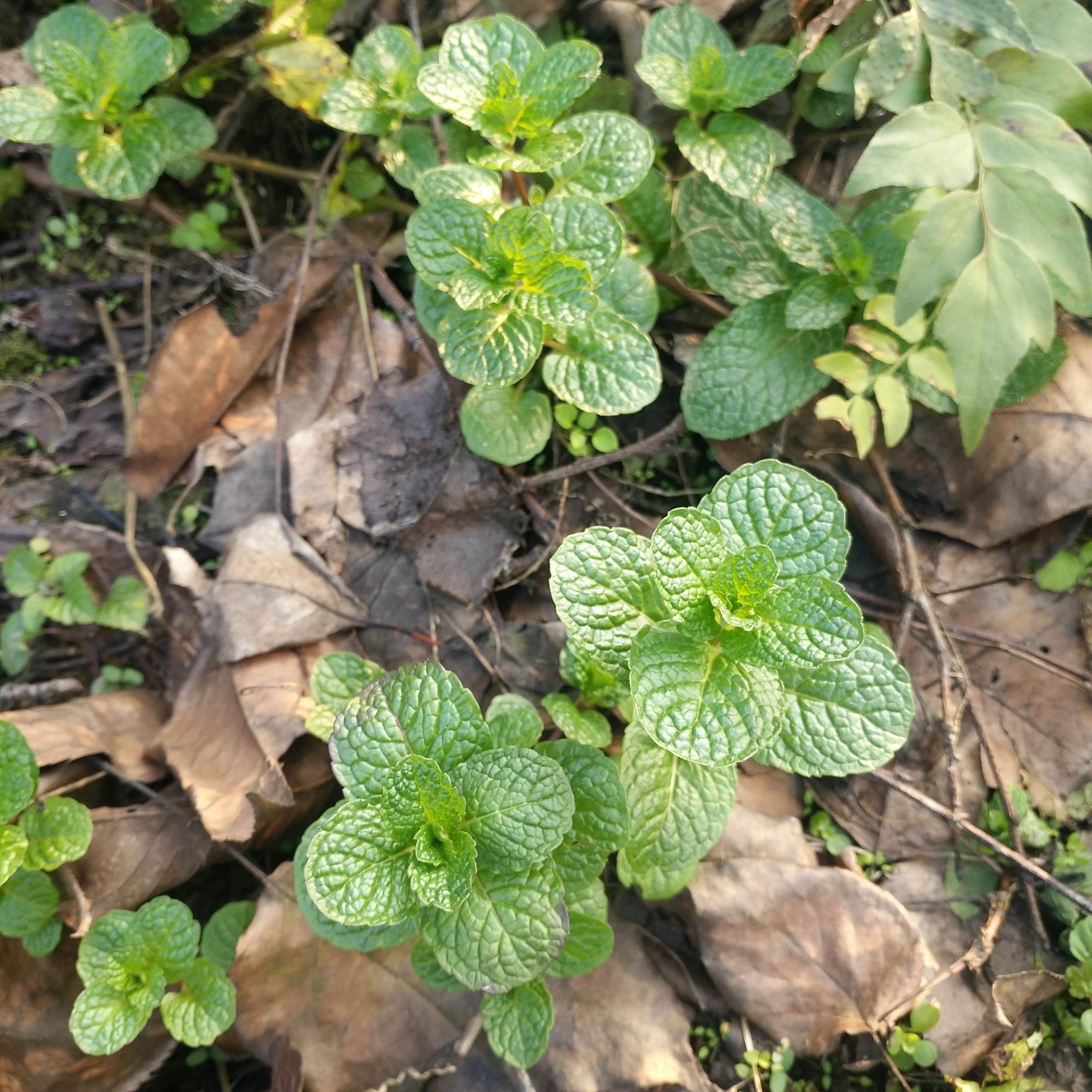 农村常见的鱼香菜