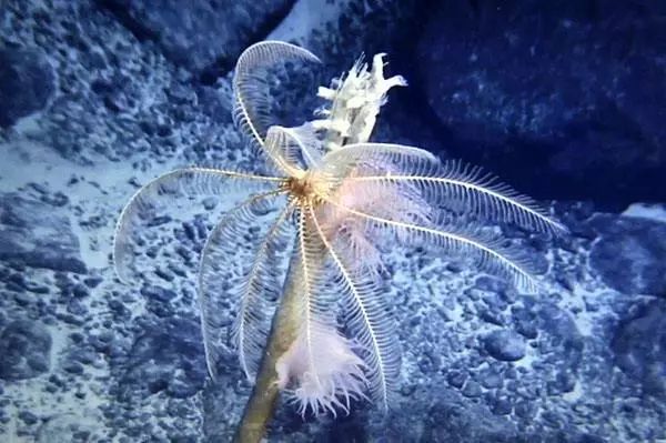 氢气是驱动海底热泉生物圈的原始能源