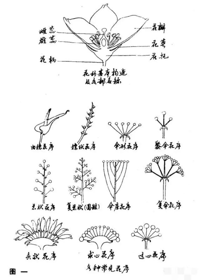 怎样画白描花卉,一看便知!