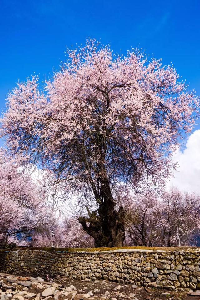 圣地西藏,醉美林芝3月波密林芝桃花开!