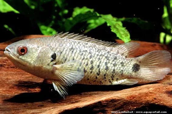 这只龟壳攀鲈总是跳出水面能认真点作条鱼吗