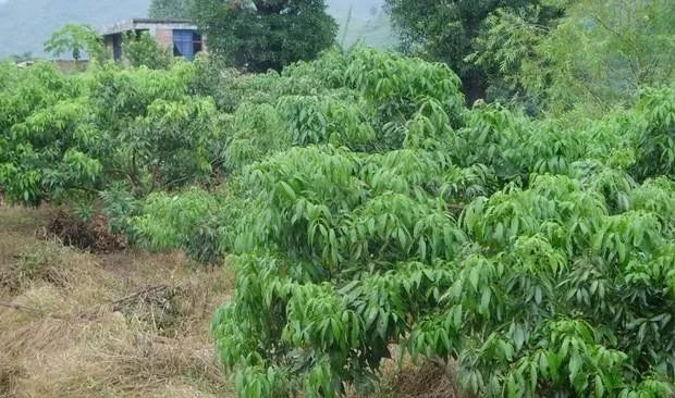 荔枝树开花要施肥吗？结果荔枝成龄树施肥方法__凤凰网