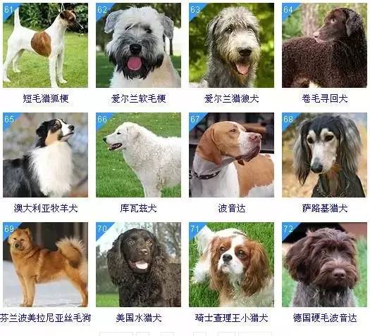狗狗智商排名:前6位最聪明的狗,告诉你养哪只最值!__凤凰网