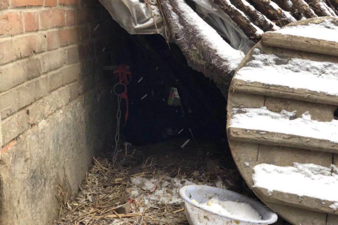 "狗窝" | 农村狗的生存状态__凤凰网