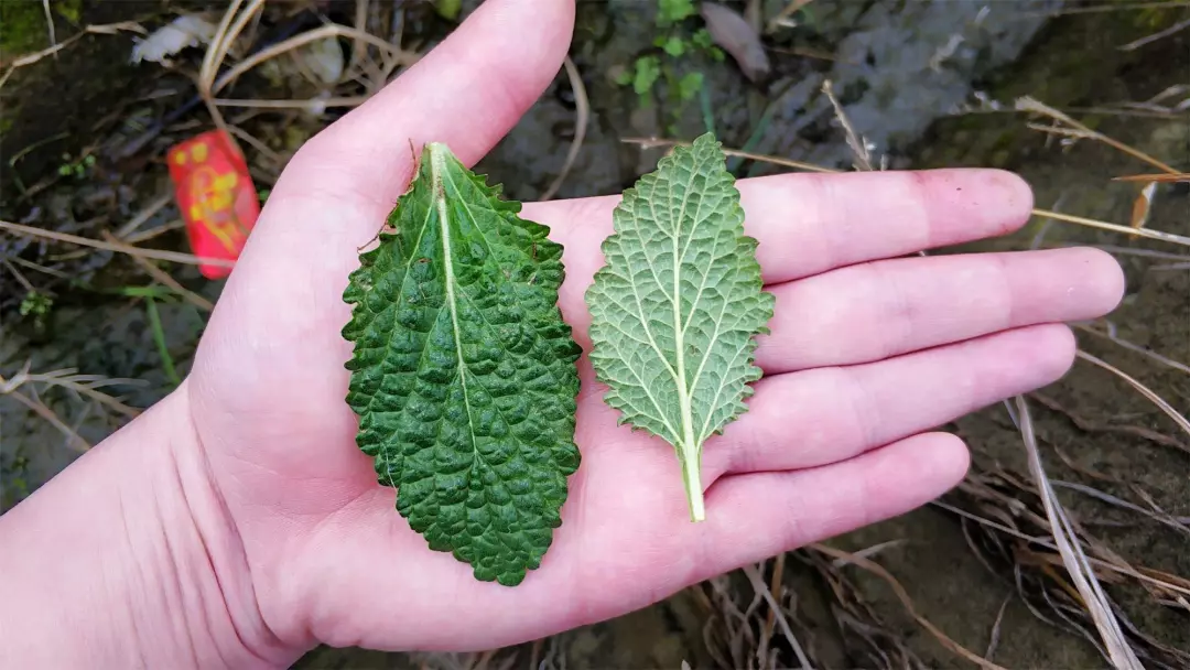 春节征文农村茅厕边的丑草过去是穷苦人的救命菜如今晒干7元一斤